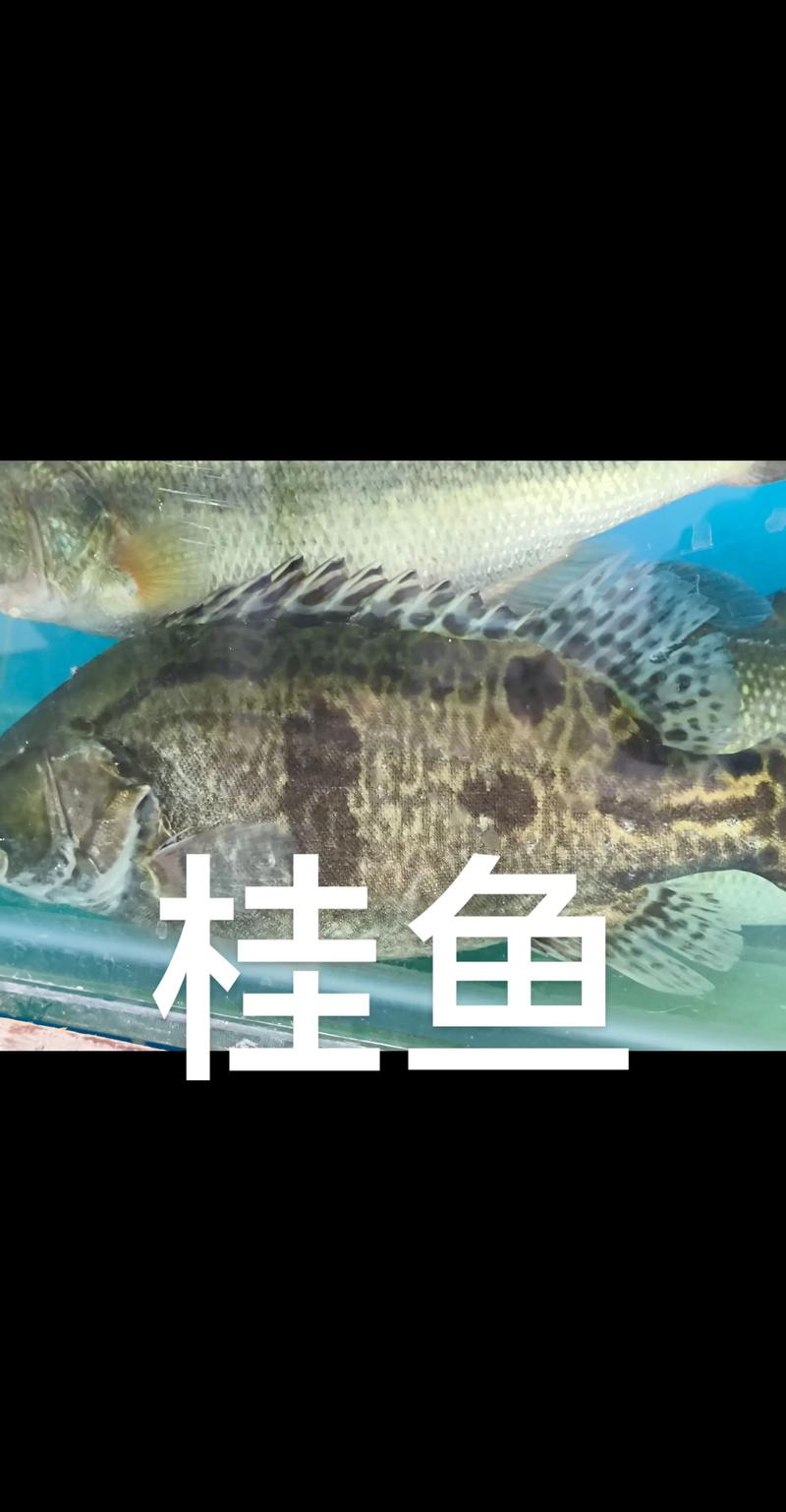2025年桂花鱼价格会涨还是跌?-图2 2025年桂花鱼价格会涨还是跌?-图2