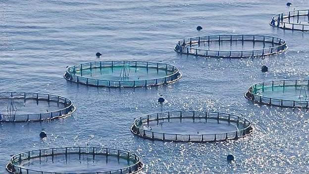 海水网箱养殖鱼类品种-图2 海水网箱养殖鱼类品种-图2