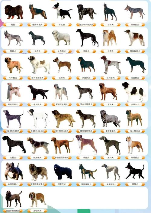 肉犬品种大全图片欣赏-图1