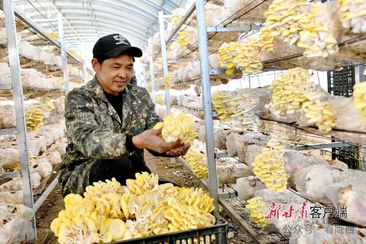 甘肃陇西蘑菇种植技术有何要点?-图1 甘肃陇西蘑菇种植技术有何要点?-图1