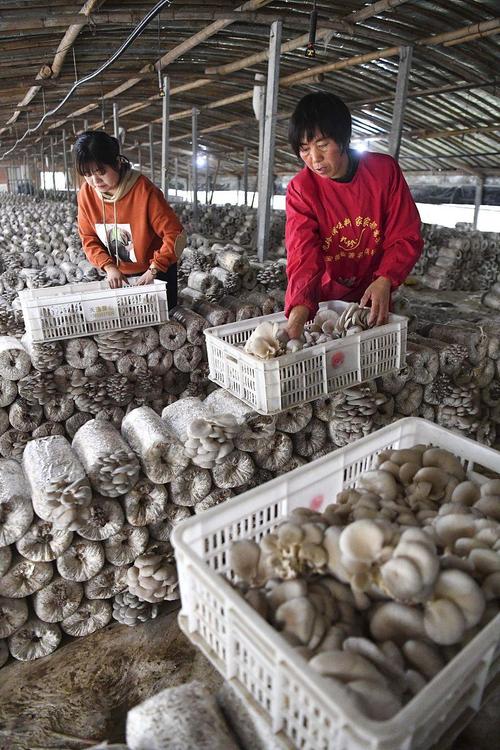 甘肃陇西蘑菇种植技术有何要点?-图3 甘肃陇西蘑菇种植技术有何要点?-图3