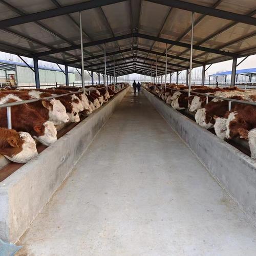 养殖繁殖牛选什么品种好？-图1