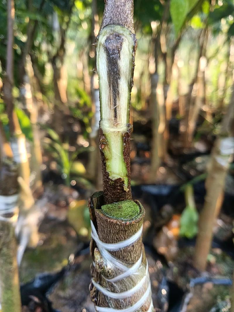 顶级沉香种植技术视频，如何掌握核心要点？-图1