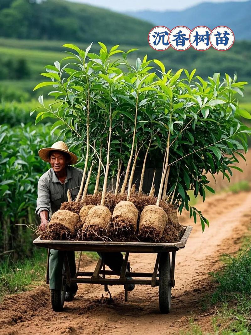 顶级沉香种植技术视频，如何掌握核心要点？-图3