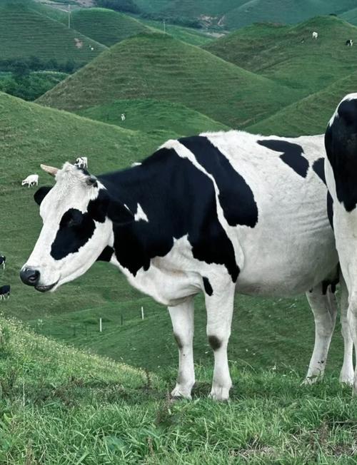 澳大利亚奶牛公牛品种有哪些？-图2