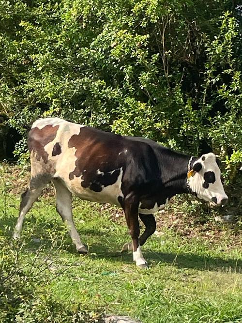 澳大利亚奶牛公牛品种有哪些？-图1