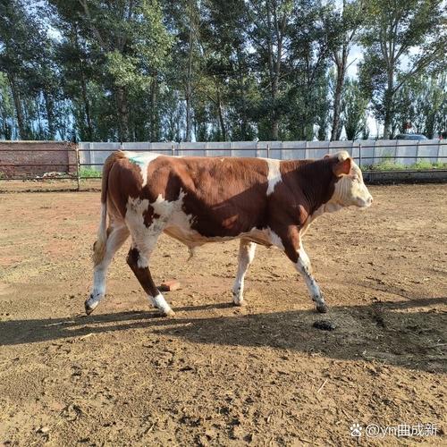 澳大利亚奶牛公牛品种有哪些？-图3
