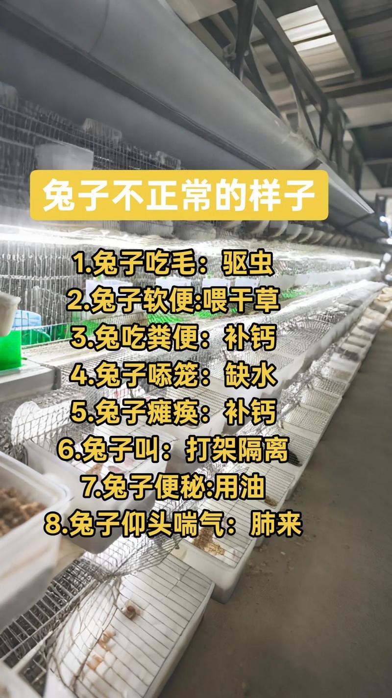 养殖兔子技术视频哪里能下载？-图3