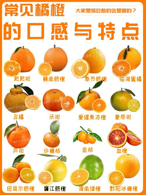 桔子品种繁多,哪些最常见?-图1 桔子品种繁多,哪些最常见?-图1