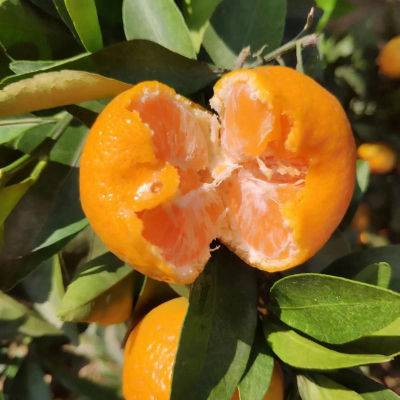 桔子品种繁多,哪些最常见?-图3 桔子品种繁多,哪些最常见?-图3