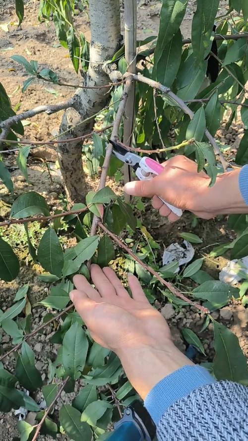 桃树幼树冬季剪，咋剪才旺花多？-图2