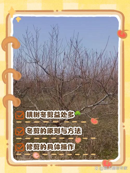 桃树幼树冬季剪，咋剪才旺花多？-图1