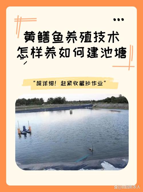 鱼塘混养黄鱼技术视频怎么学？-图1