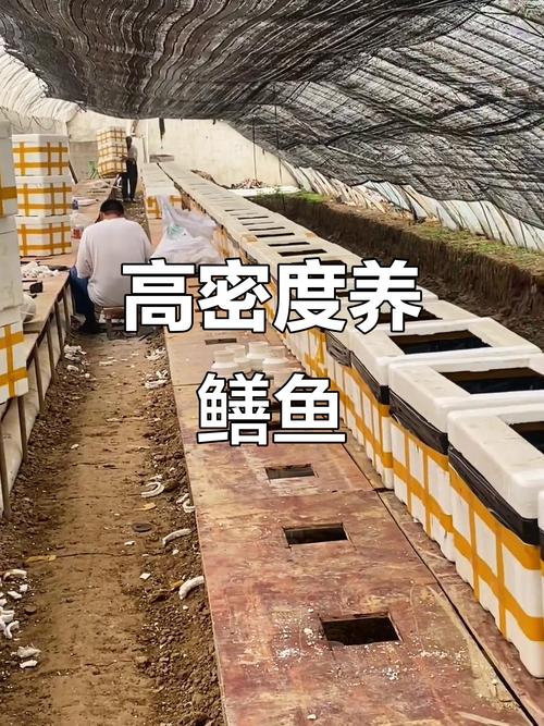 鱼塘混养黄鱼技术视频怎么学？-图2