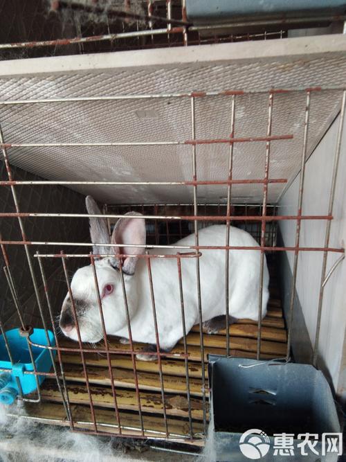 獭兔种兔养殖技术要点有哪些？-图1