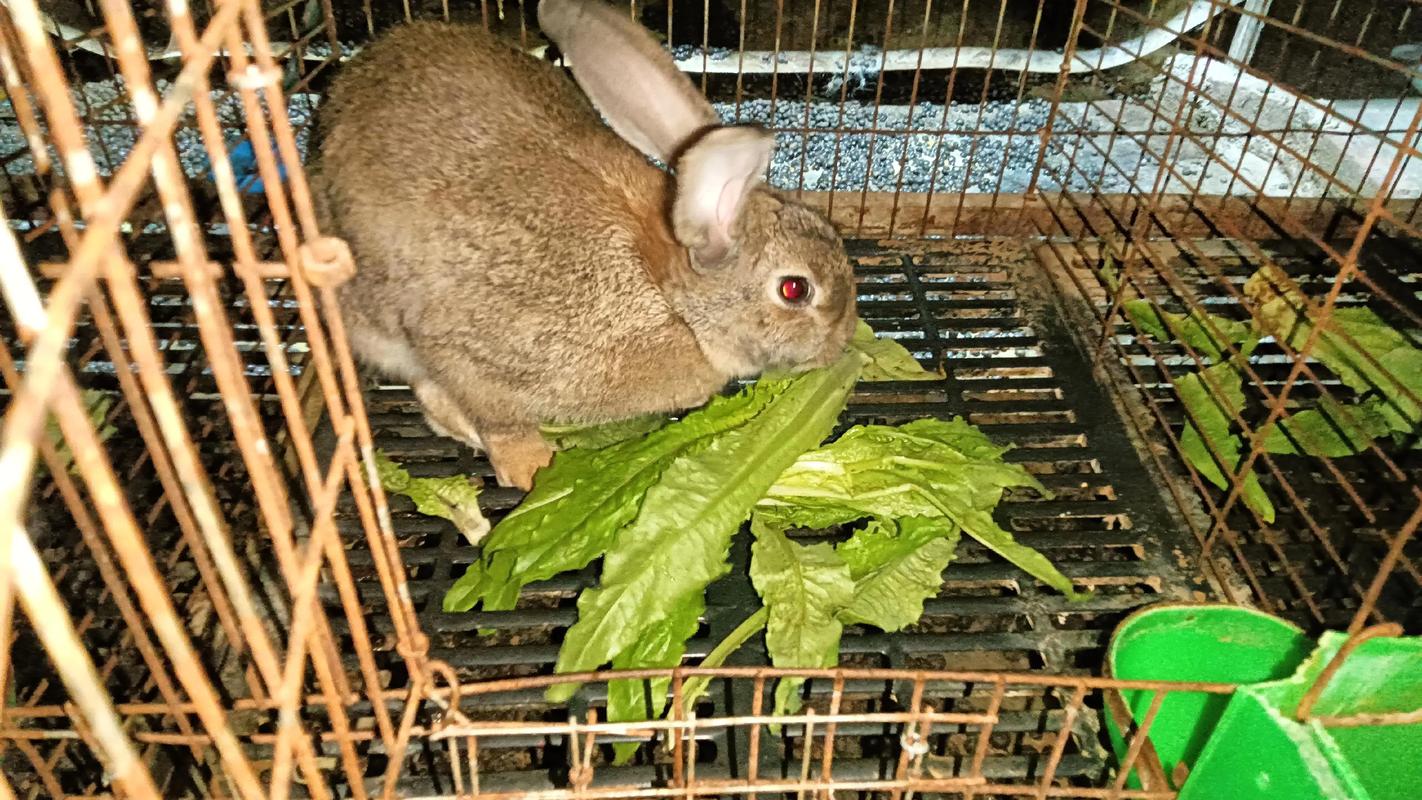 獭兔种兔养殖技术要点有哪些？-图2