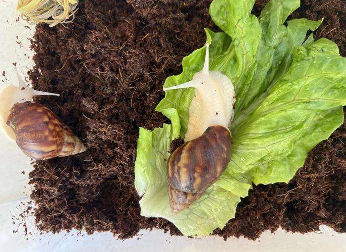 云南白玉蜗牛养殖技术-图1 云南白玉蜗牛养殖技术-图1