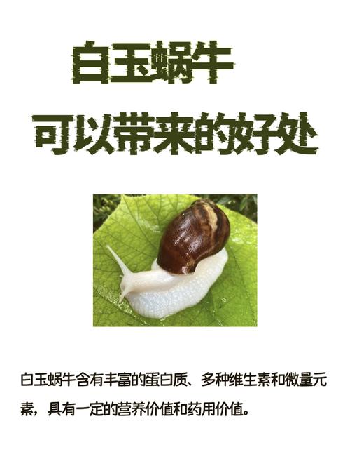 云南白玉蜗牛养殖技术-图2 云南白玉蜗牛养殖技术-图2