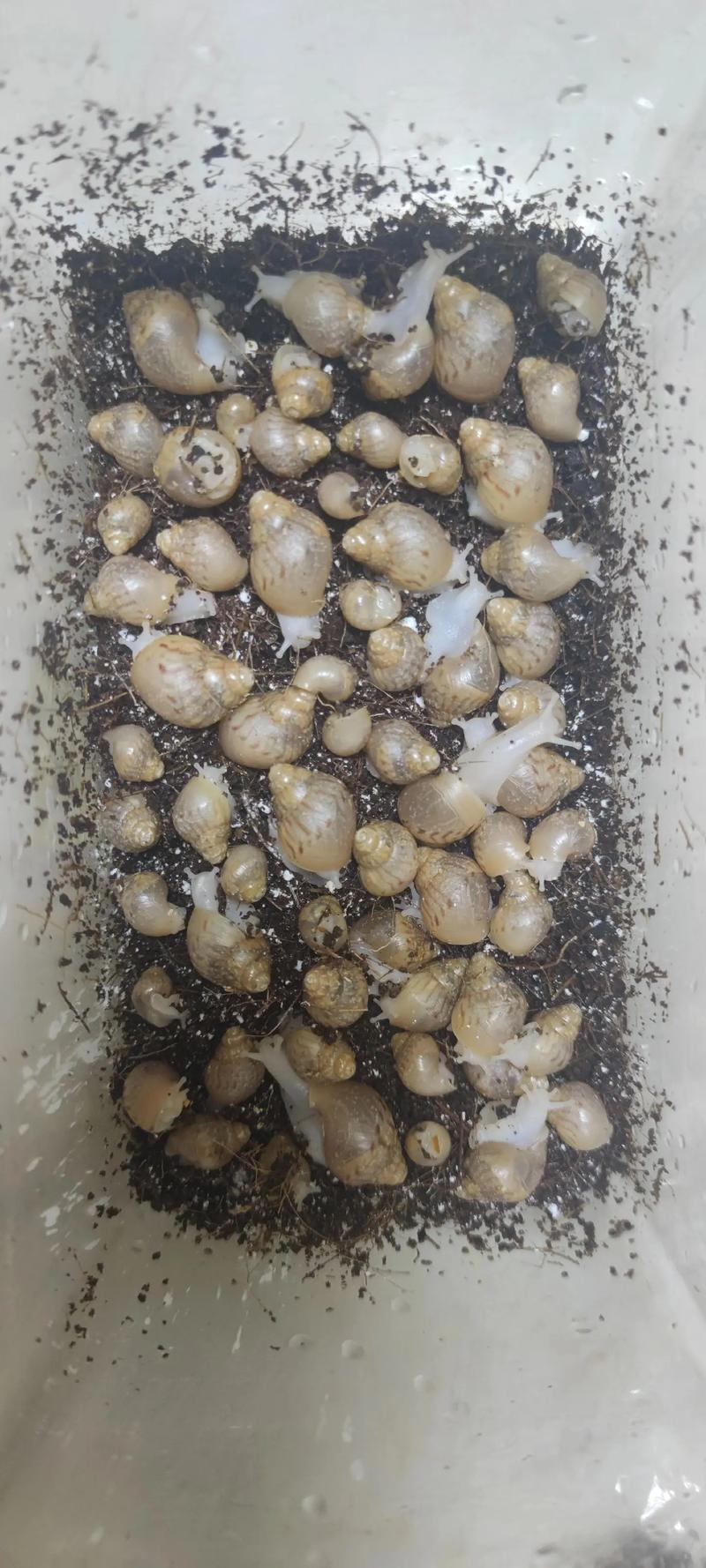 云南白玉蜗牛养殖技术-图3 云南白玉蜗牛养殖技术-图3