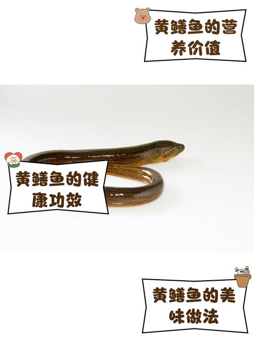 酒店黄鳝怎么养殖技术-图2 酒店黄鳝怎么养殖技术-图2