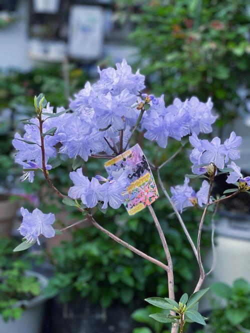 什么品种的杜鹃有蓝色-图1