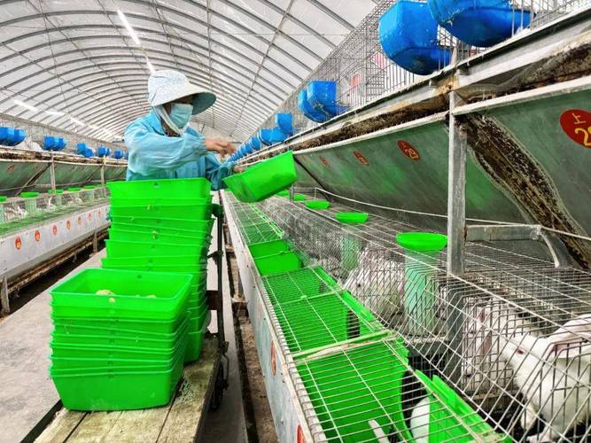 大棚养殖獭兔技术视频-图1