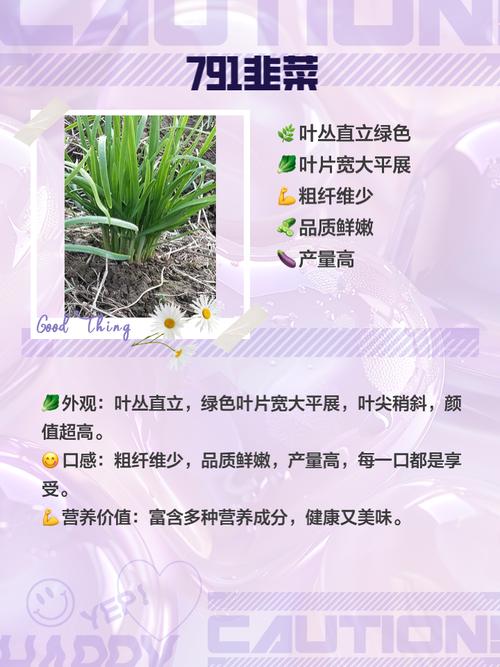 中国最耐寒的韭菜品种-图1 中国最耐寒的韭菜品种-图1