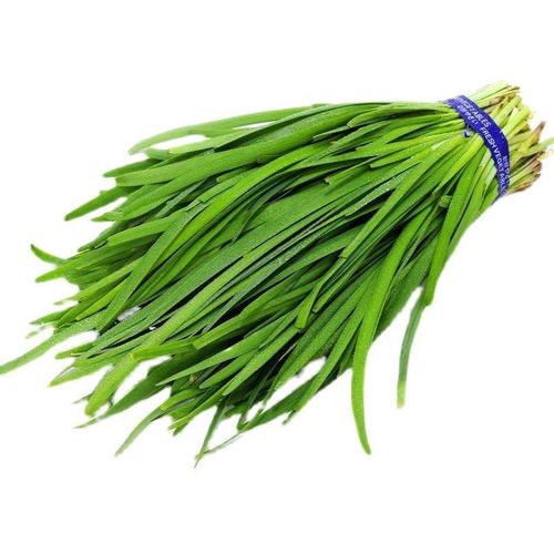 中国最耐寒的韭菜品种-图2 中国最耐寒的韭菜品种-图2