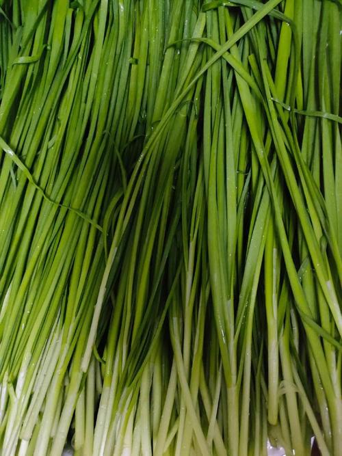 中国最耐寒的韭菜品种-图3 中国最耐寒的韭菜品种-图3