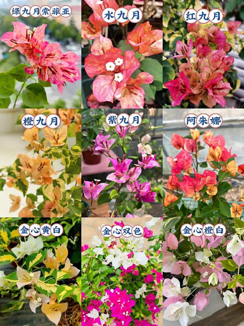 花朵品种有哪些?图片怎么识别?-图1 花朵品种有哪些?图片怎么识别?-图1