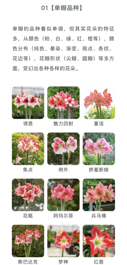 原生朱顶红品种有哪些？-图1