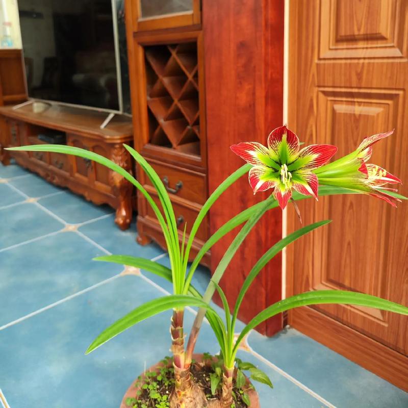 原生朱顶红品种有哪些？-图2