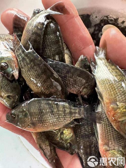 海南有哪些罗非鱼苗品种?-图1 海南有哪些罗非鱼苗品种?-图1