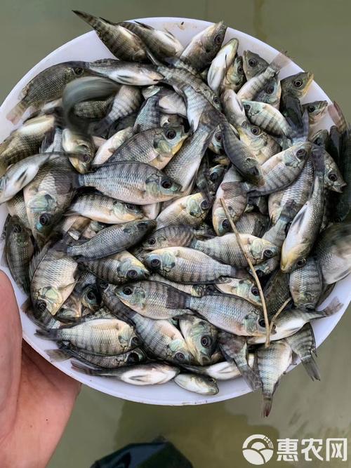 海南有哪些罗非鱼苗品种?-图2 海南有哪些罗非鱼苗品种?-图2