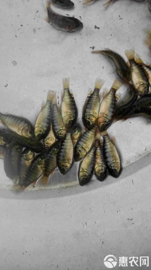 海南有哪些罗非鱼苗品种?-图3 海南有哪些罗非鱼苗品种?-图3