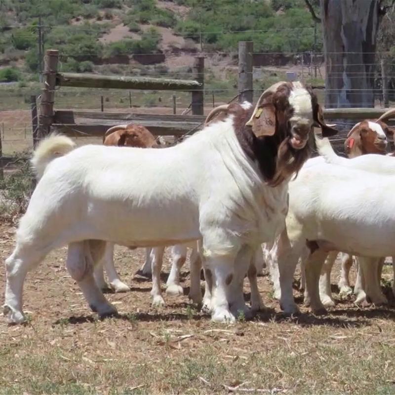 波尔山羊养殖技术价格-图1