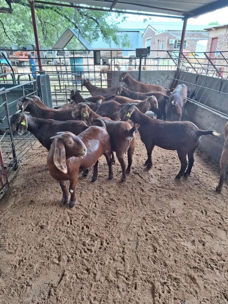 波尔山羊养殖技术价格-图3