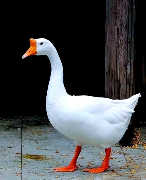 北方养鹅选什么品种好？-图2