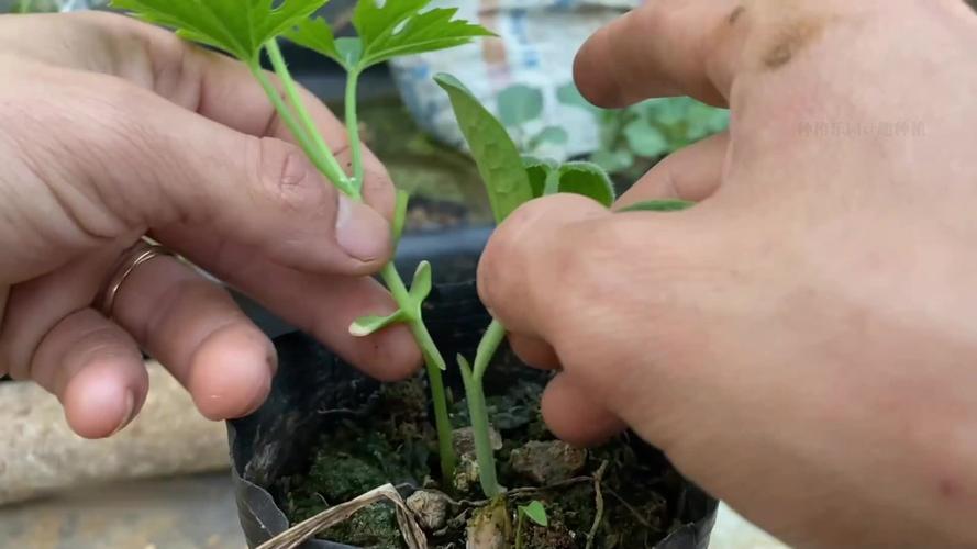 苦瓜嫁接南瓜,技术要点有哪些?-图1 苦瓜嫁接南瓜,技术要点有哪些?-图1