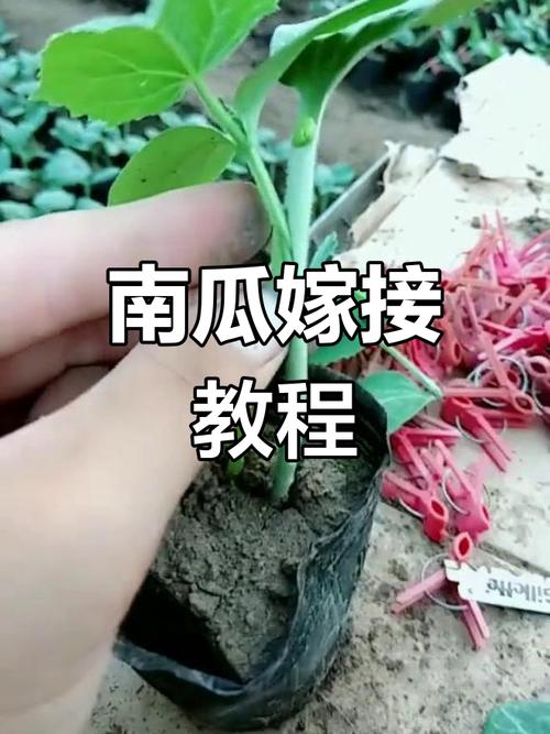 苦瓜嫁接南瓜,技术要点有哪些?-图2 苦瓜嫁接南瓜,技术要点有哪些?-图2