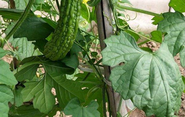 苦瓜嫁接南瓜,技术要点有哪些?-图3 苦瓜嫁接南瓜,技术要点有哪些?-图3