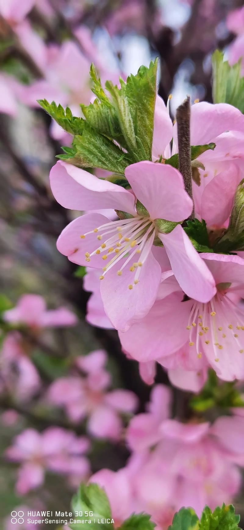粉色梅花是什么品种？-图1