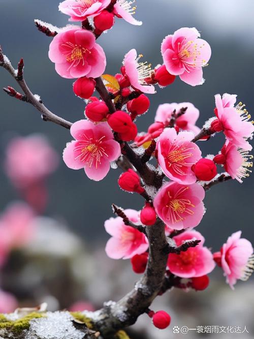 粉色梅花是什么品种？-图2