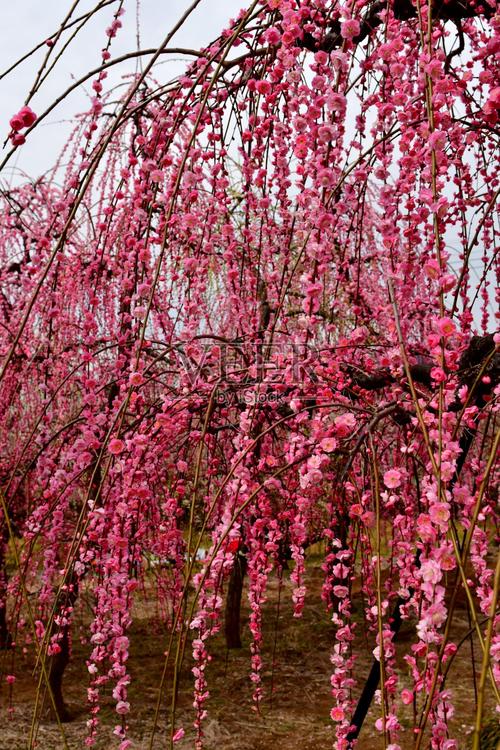 粉色梅花是什么品种？-图3