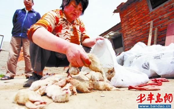 山东青岛水貂最新价格多少？-图1