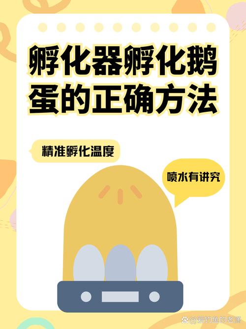 鹅蛋人工水带孵化技术如何操作？-图1