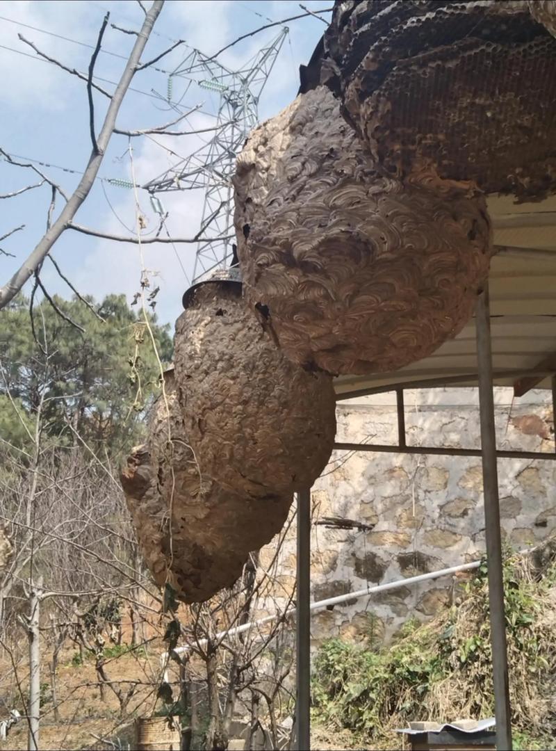 胡蜂越冬技术关键点是什么？-图1