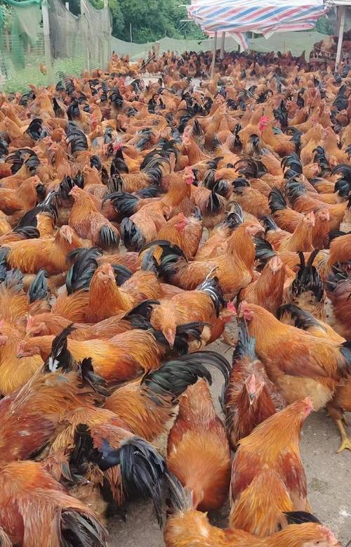 秸秆养鸡技术视频如何高效播放？-图1