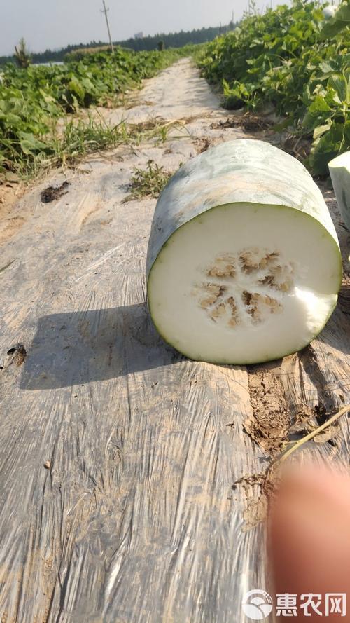 白皮冬瓜高产种植技术-图2