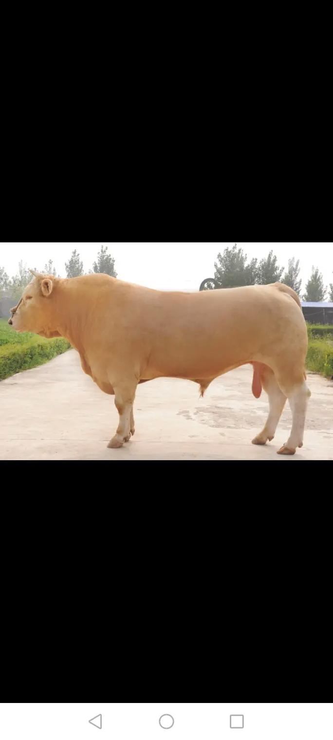 我国最优秀肉牛品种有哪些？-图3